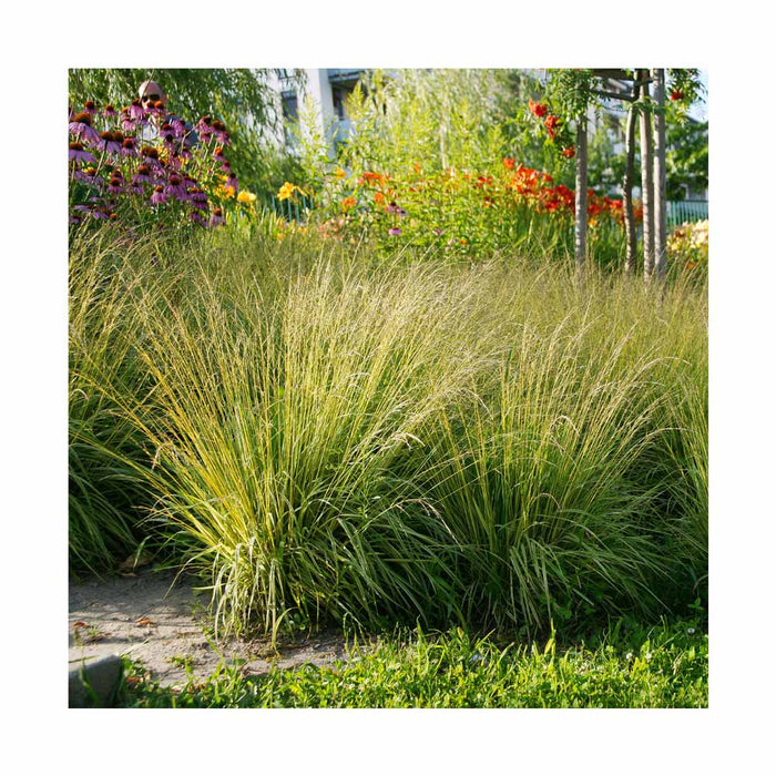 Molinie panachée - Moliniana caerula 'Variegata'