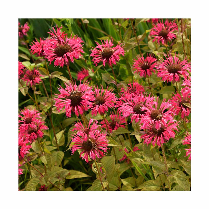 Monarda 'Bee You Bee Happy' - Bergamote sauvage 'Bee You Bee Happy'