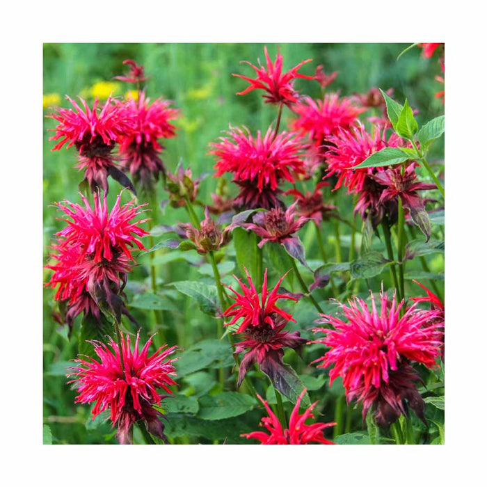 Monarda didyma 'Fireball' - Monarde 'Fireball'