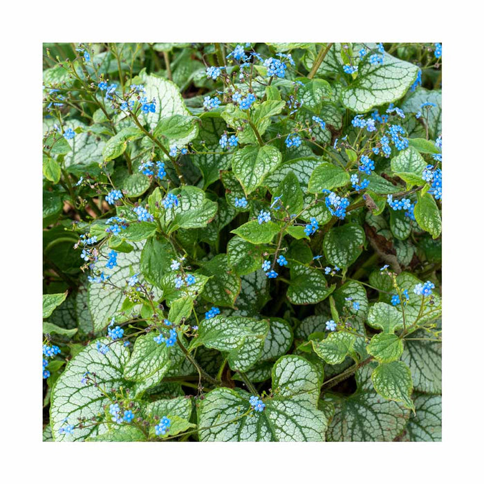Myosotis du Caucase - Brunnera macrophylla 'Alexander's Great'