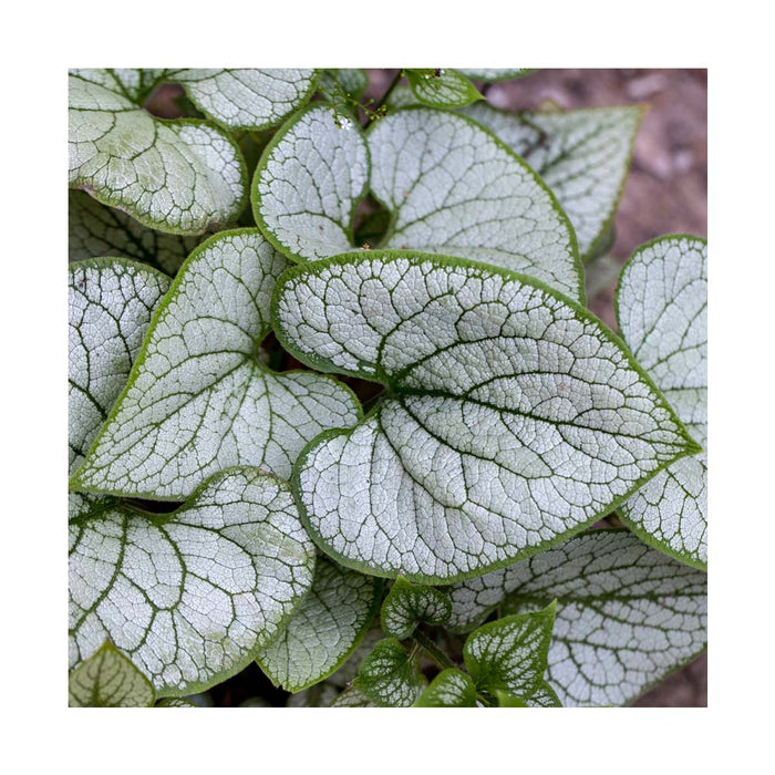 Myosotis du Caucase - Brunnera macrophylla 'Alexandria'