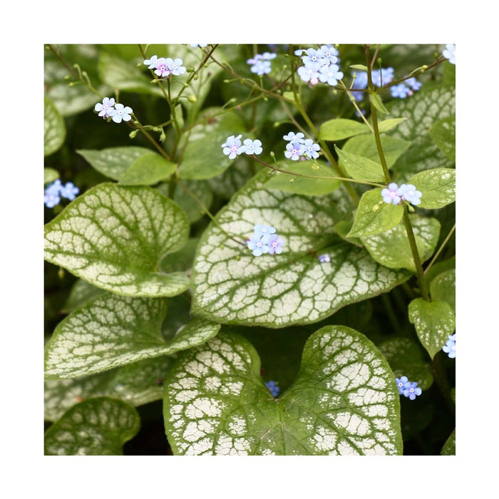 Myosotis du Caucase - Brunnera macrophylla 'Jack Frost'