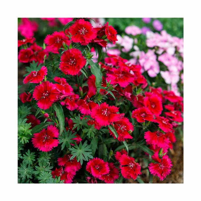 Oeillet - Dianthus Fruit Punch 'Maraschino'