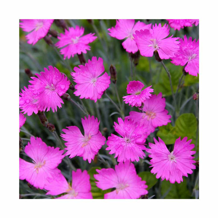 Oeillet - Dianthus 'Paint the Town Magenta'