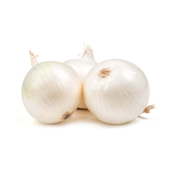 Oignons Espagnol Blanc - Plant dans pot de 4 po