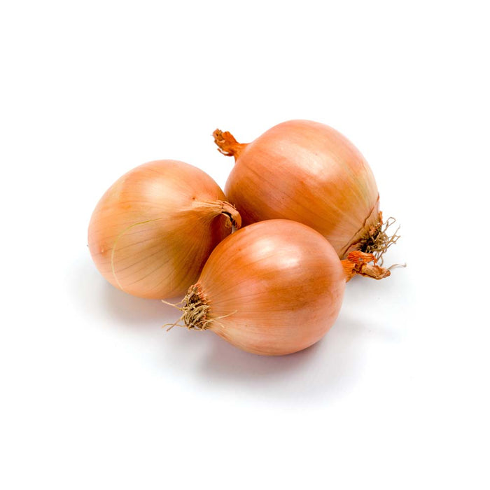 Oignons Jaune - Plant dans pot de 4 po