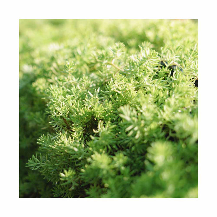 Oprin rupestre 'Prima Angelina' - Sedum rupestre 'Prima Angelina'