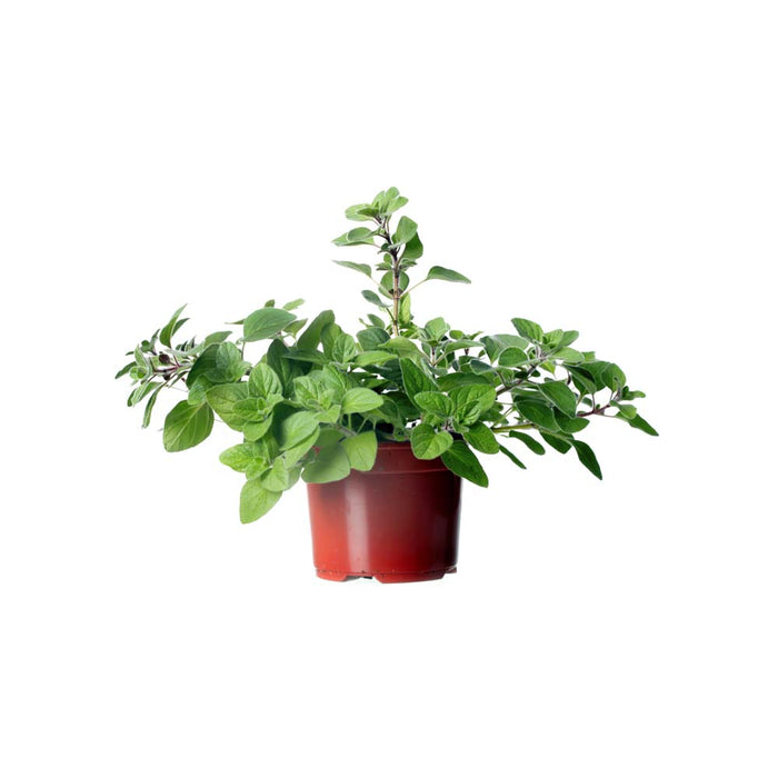 Origan - Plant dans pot de 4 po