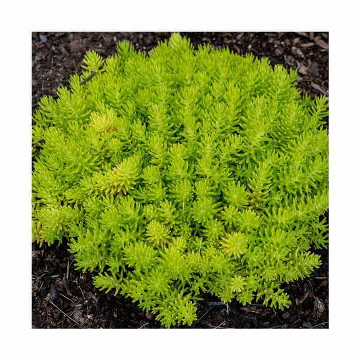 Orpin rampant 'Lemon Ball' - Sedum  'Lemon Ball'