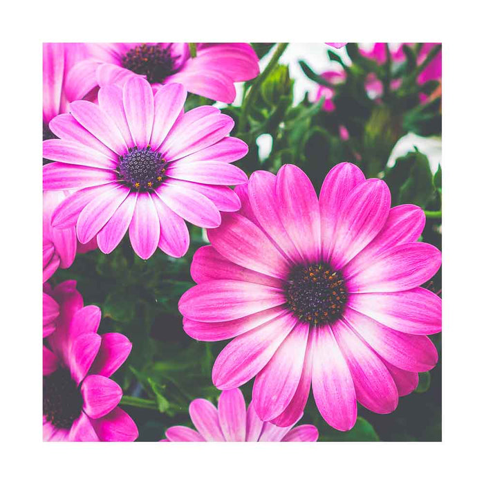 Osteospermum 'Pink Flare' - Pot de 5 po