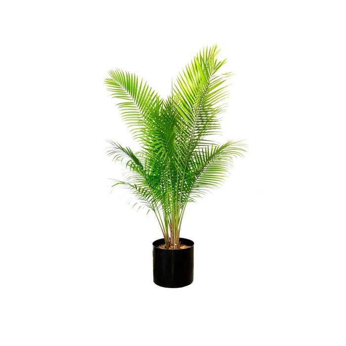 Palmier - pot de 10 po