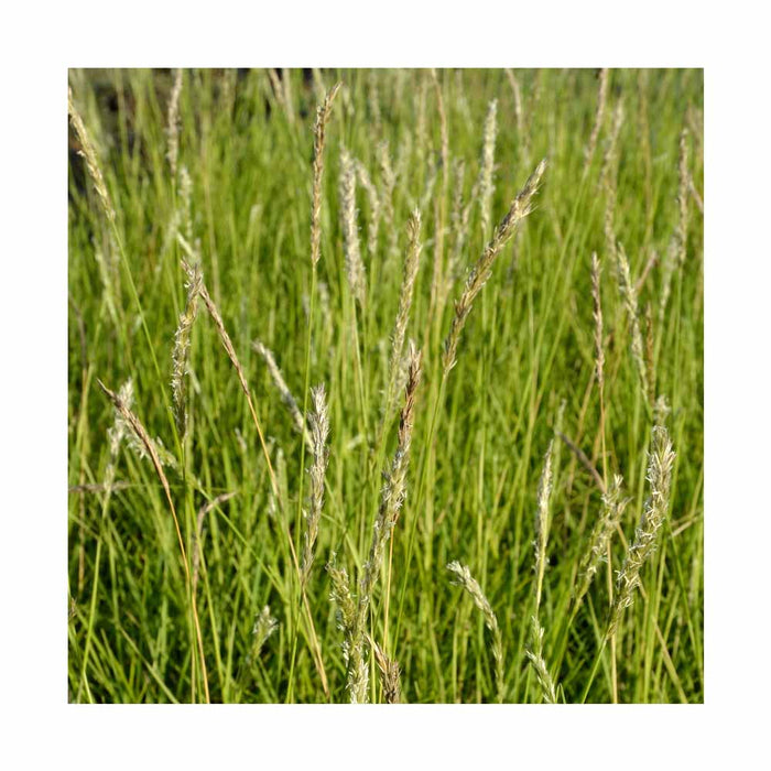 Panic faux millet 'Northwind' - Panicum virgatum 'Northwind'