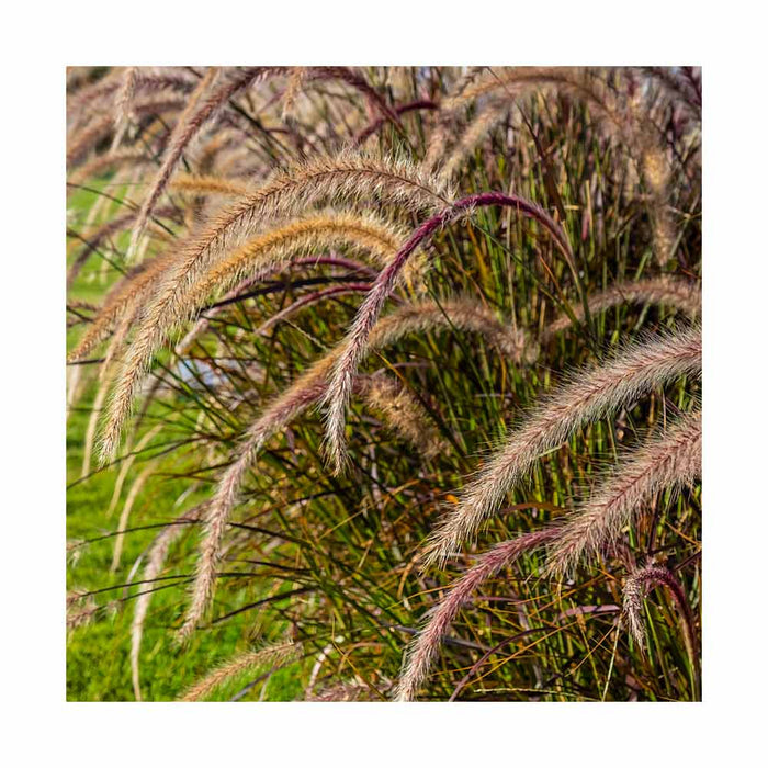 Pennisetum 'Rubrum' - Pot de 6 po