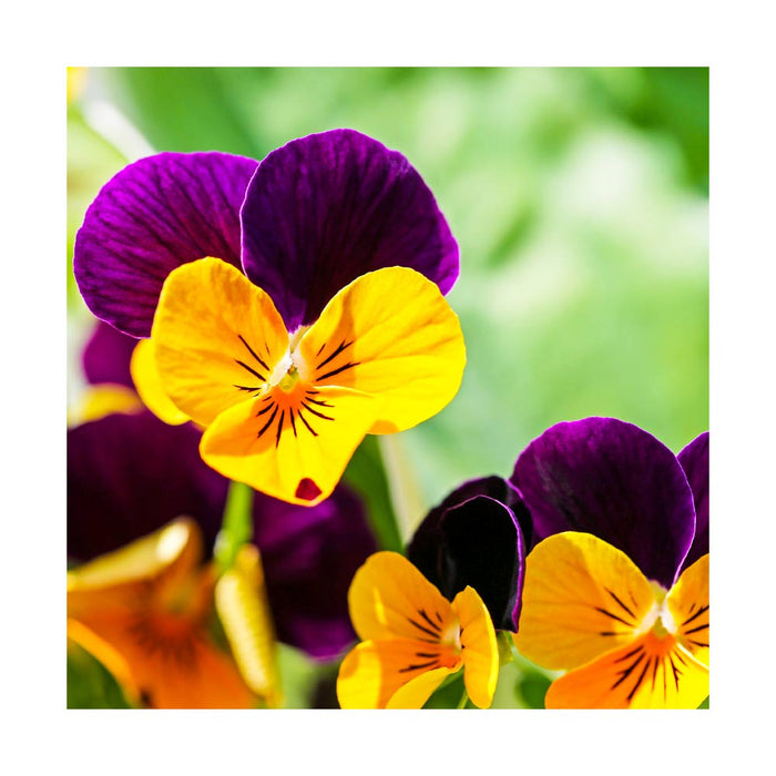 Pensée Viola 'Penny Orange Jump-Up' - Caissette