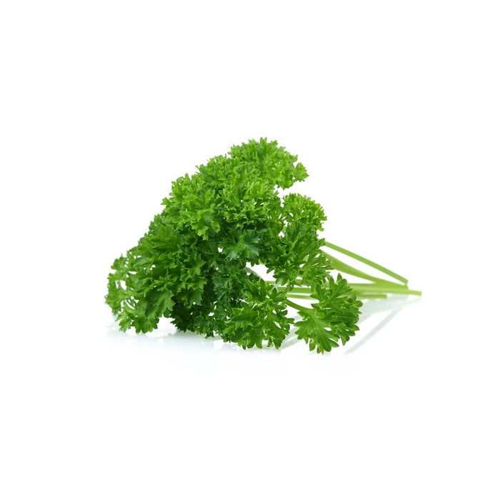 Persil Frisé - Plant dans pot de 4 po