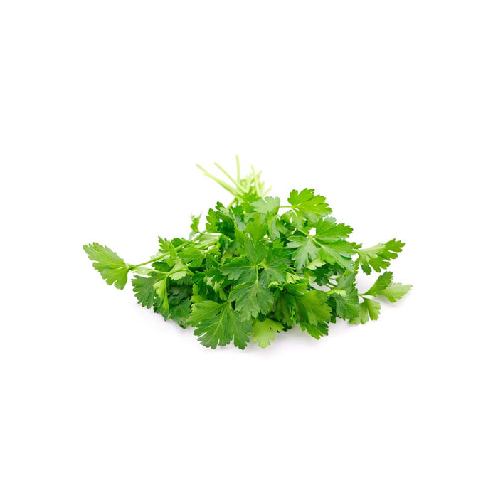 Persil Italien - Plant dans pot de 4 po