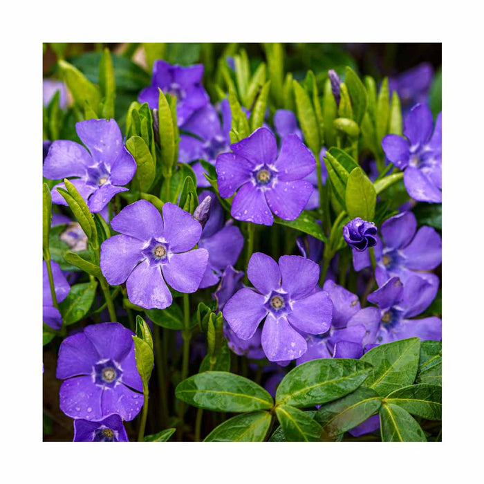 Petite Pervenche 'Bowles' - Vinca Minor 'Bowles'