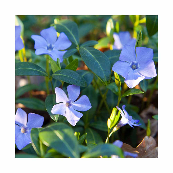 Petite Pervenche bleue à petites feuilles - Vinca Minor 'Blue'