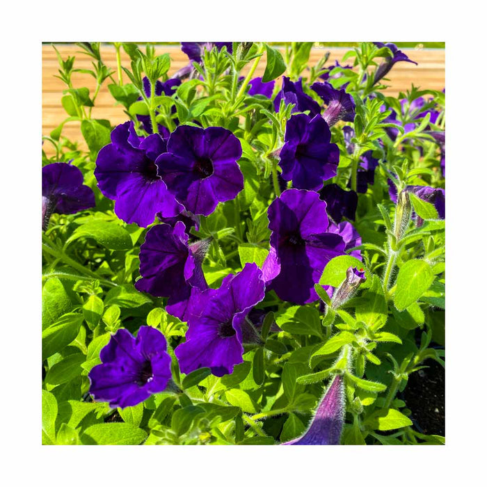 Pétunia Bleu - Pot de 4 po