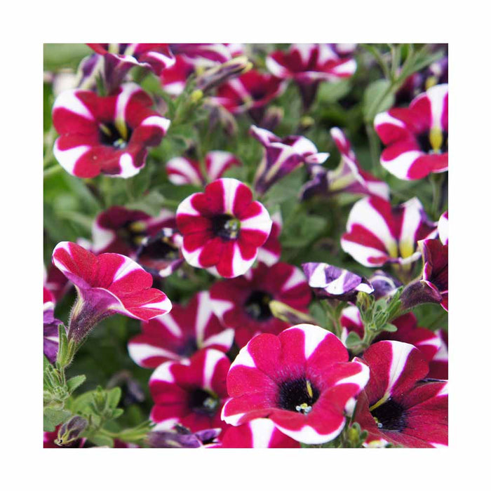 Pétunia Starlet 'Magenta Star' - Pot de 4 po
