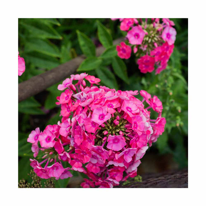 Phlox des jardins 'Glamour Girl' - Phlox paniculata 'Glamour Girl'