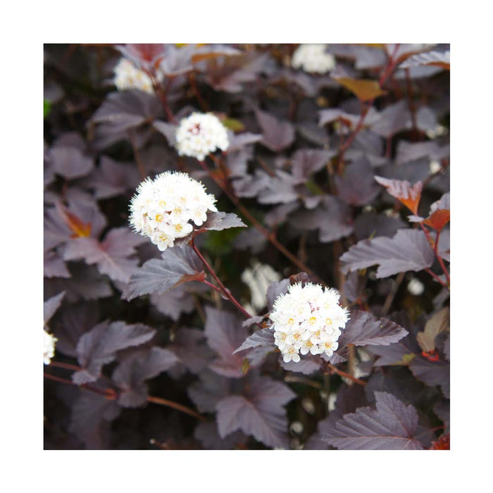 Physocarpe à feuilles d'Obier 'Diabolo' - Physocarpus opulifolius 'Diabolo'
