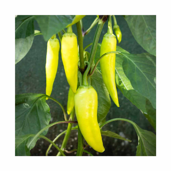 Piments Banane Jaune Doux - Plant dans pot de 4 po