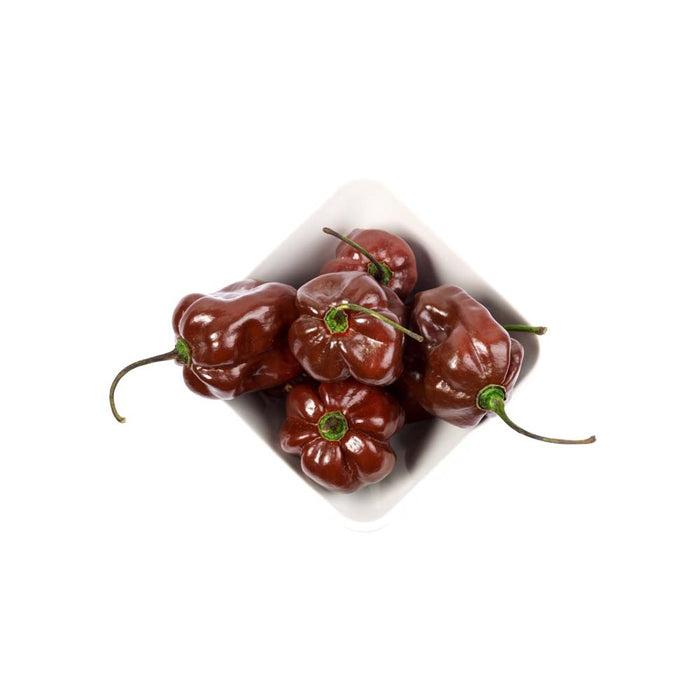 Piments Chocolat - Plant dans pot de 4 po