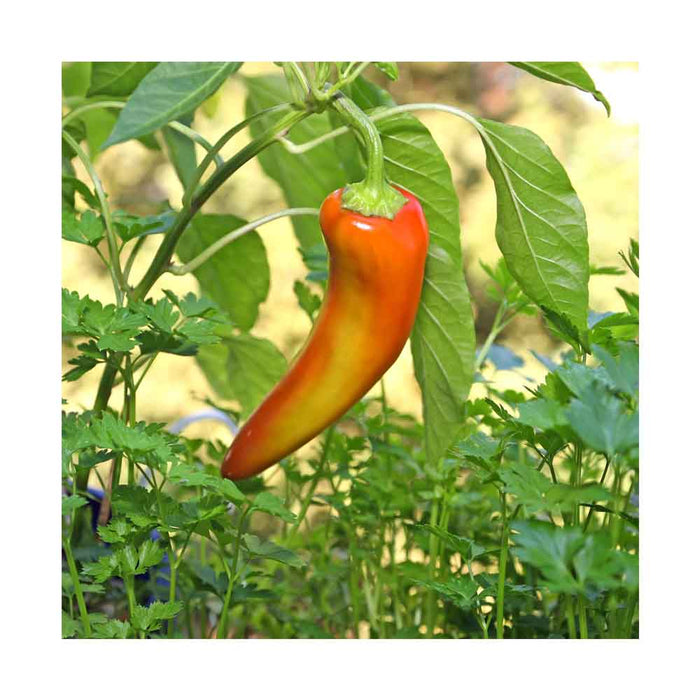 Piments Corne de Taureau - Plant dans pot de 4 po