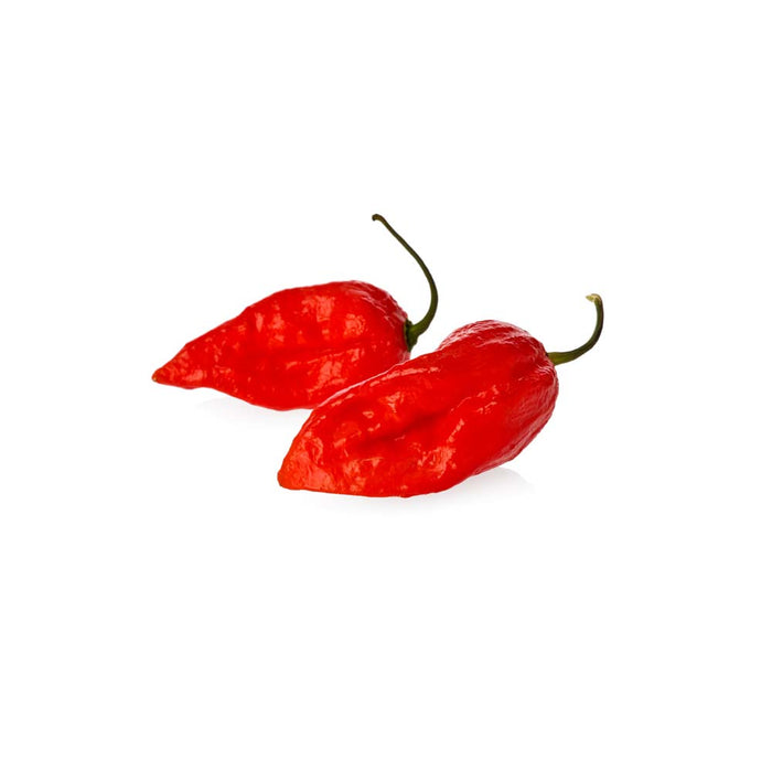 Piments Ghost - Plant dans pot de 4 po