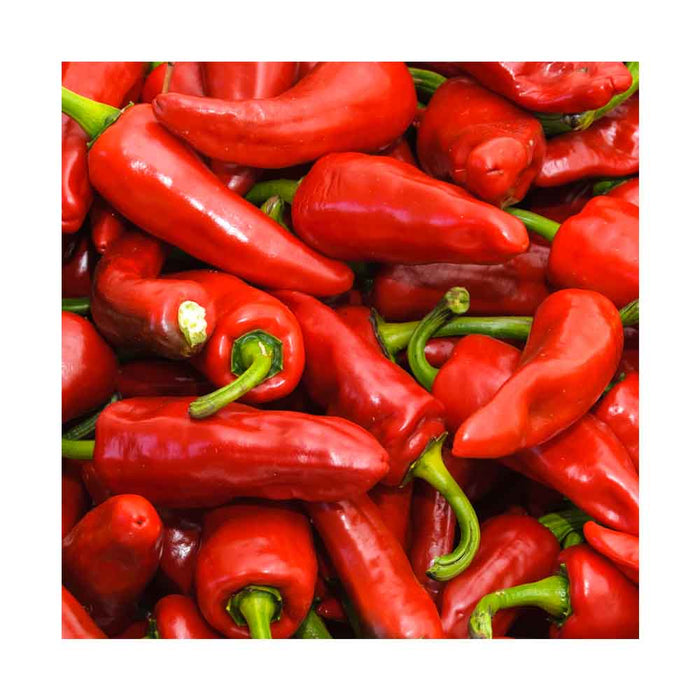 Piments Gorria (Espelette) - Plant dans pot de 4 po