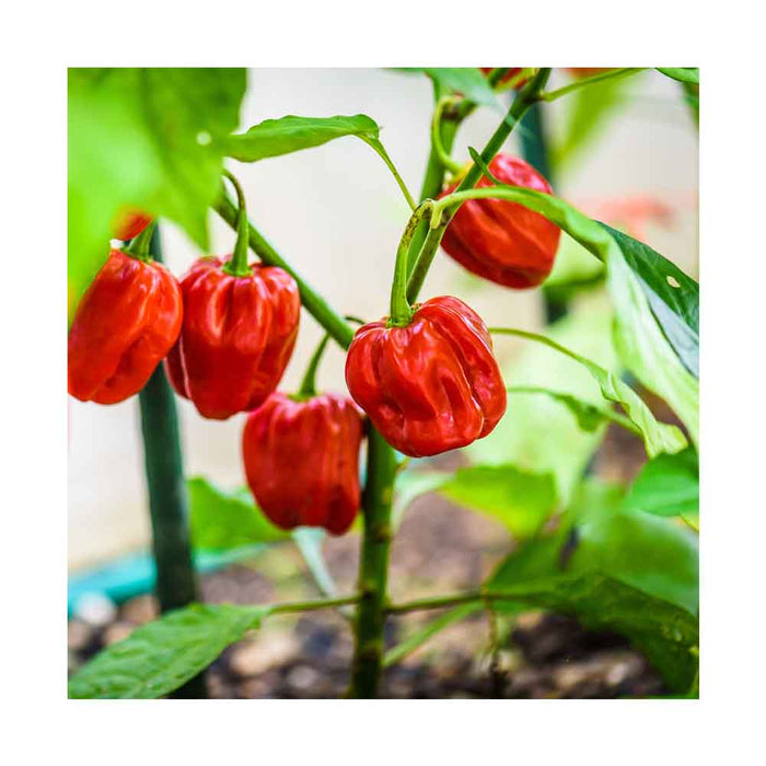Piments Habanero - Plant dans pot de 4 po
