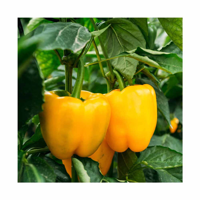 Piments Jaune - Plant dans pot de 4 po