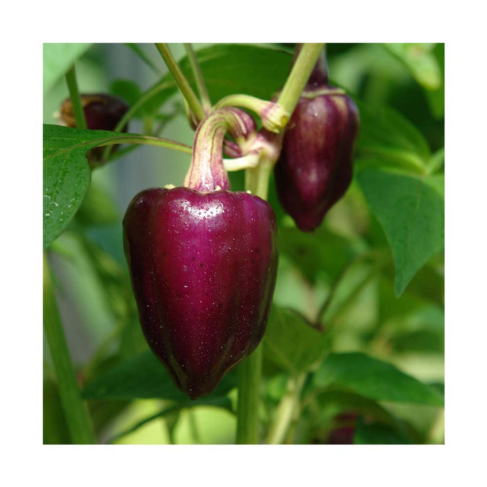 Piments Lilas - Plant dans pot de 4 po