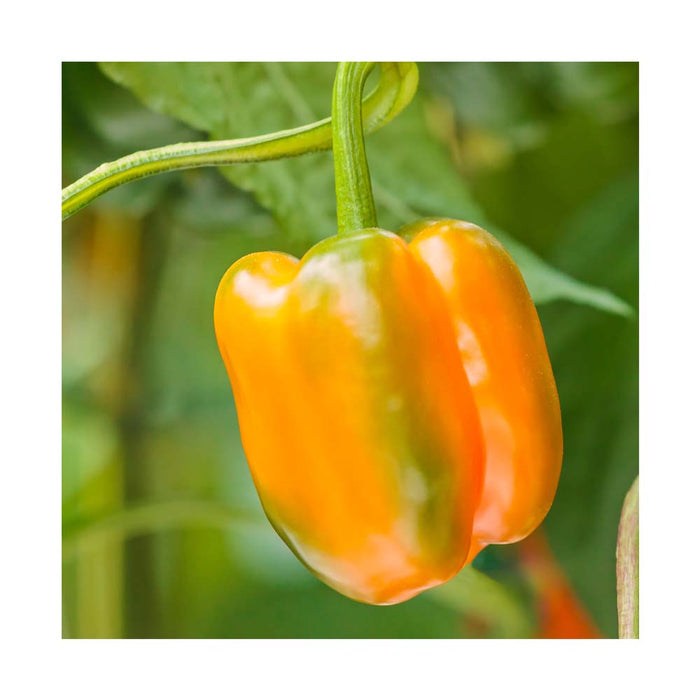 Piments Orange - Plant dans pot de 4 po