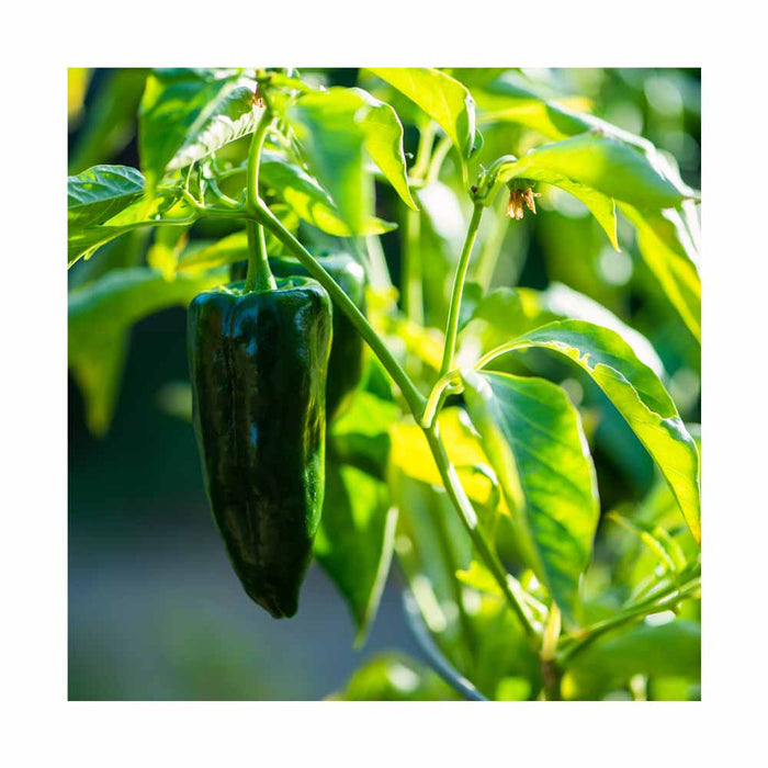 Piments Poblano (Mexicains) - Plant dans pot de 4 po