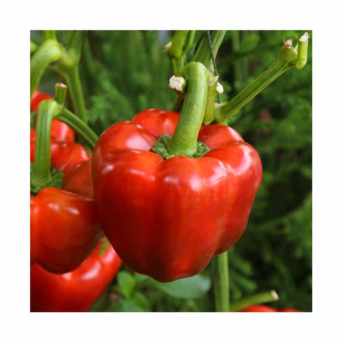 Piments Rouge - Plant dans pot de 4 po