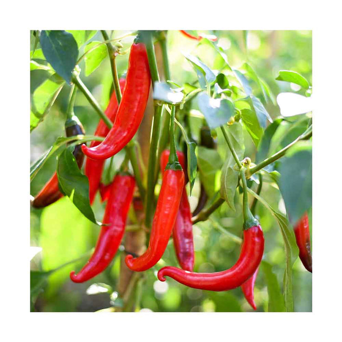 Piments Super Cayenne - Plant dans pot de 4 po