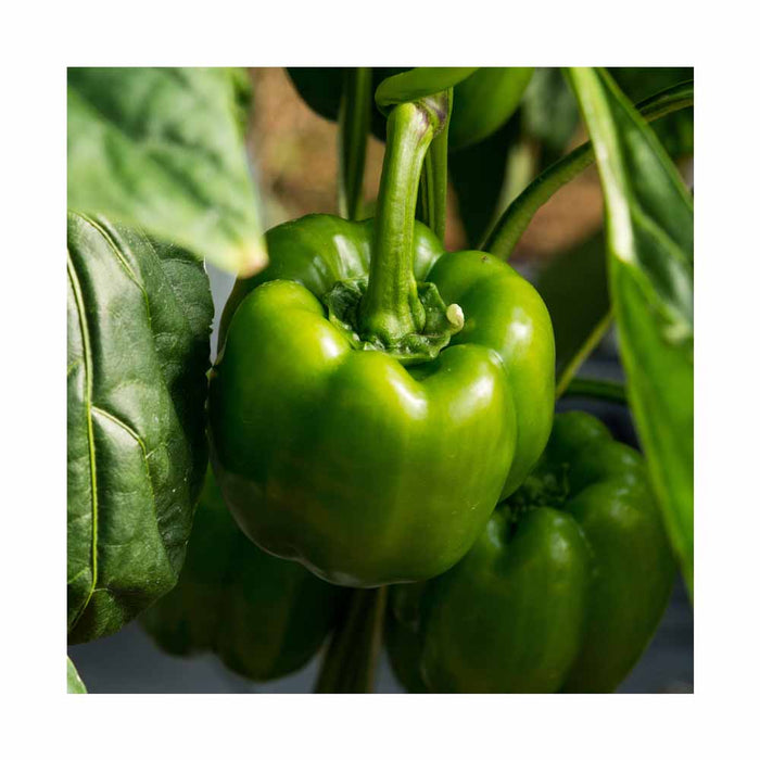 Piments Vert - Plant dans pot de 4 po
