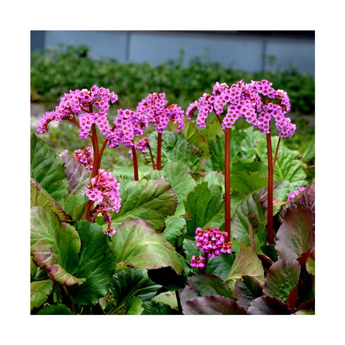 Plante des savetiers - Bergenia Cordifolia