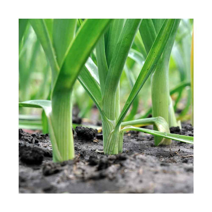 Poireau - Plant dans pot de 4 po