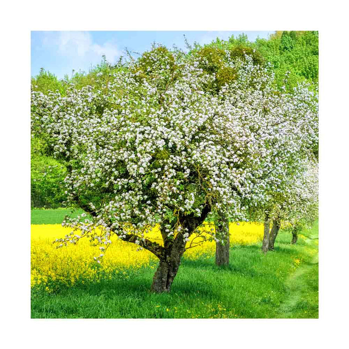 Pommetier 'Dolgo' - Malus 'Dolgo'