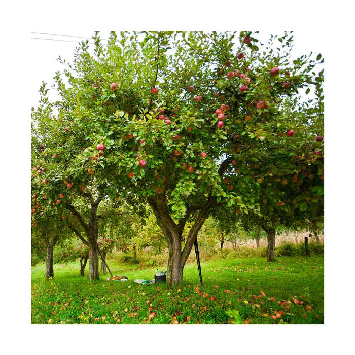 Pommier Honeycrisp - Malus 'Honeycrisp'