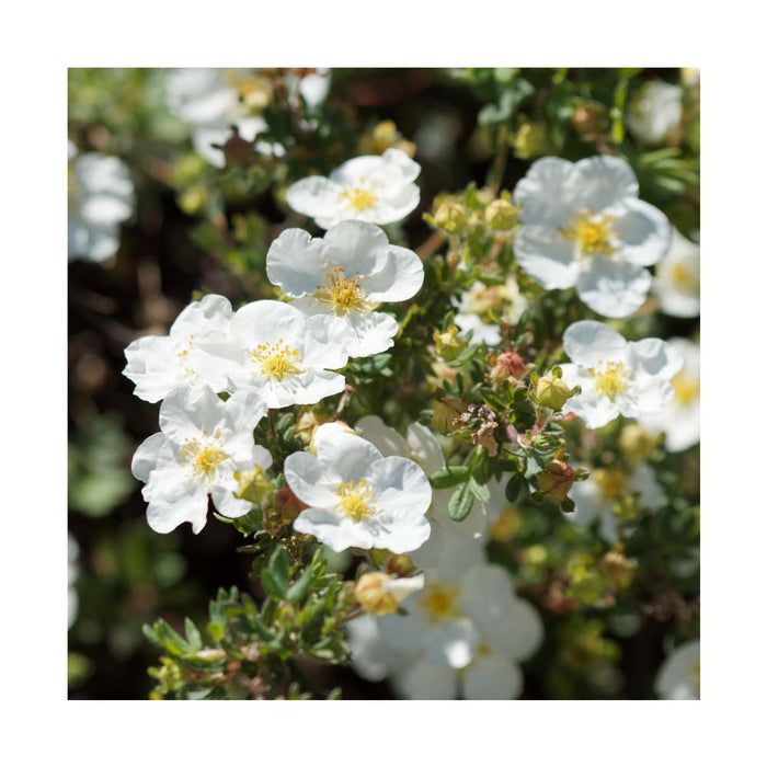 Potentille frutescente 'Abbotswood' - Potentilla fructicosa 'Abbotswood'