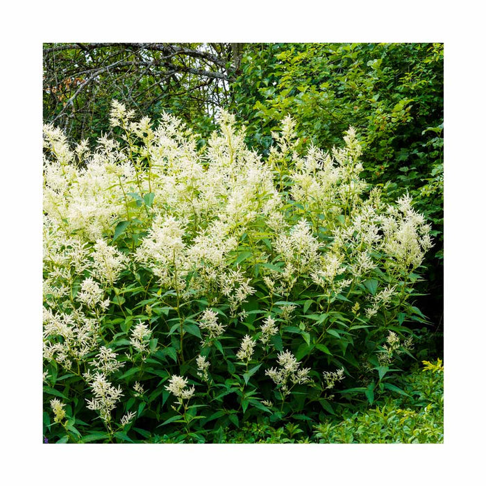 Renouée polymorphe - Persicaria polymorpha