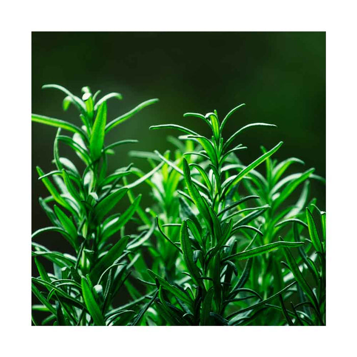 Romarin - Plant dans pot de 4 po