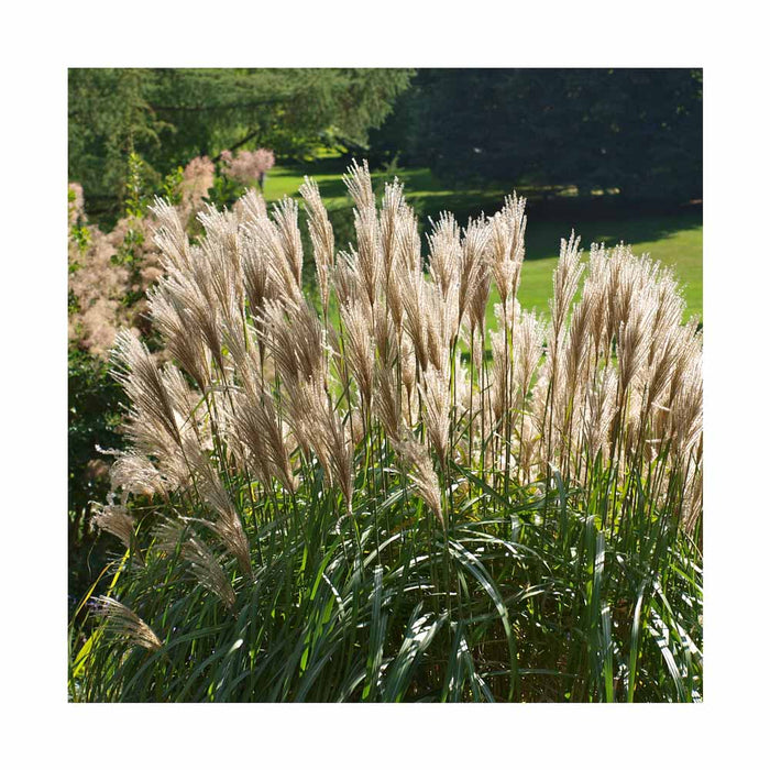 Roseau de Chine 'Huron Blush' - Miscanthus sinensis 'Huron Blush'