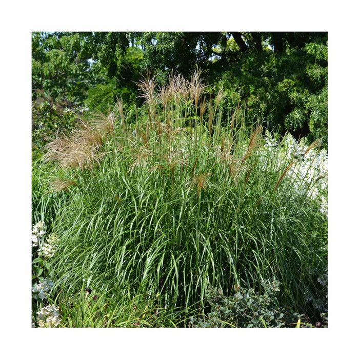 Roseau de Chine 'Huron Sunrise' - Miscanthus sinensis 'Huron Sunrise'