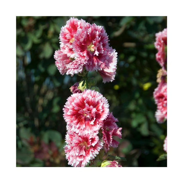 Rose trémière 'Fiesta Time'  - Alcea rosea 'Fiesta Time'