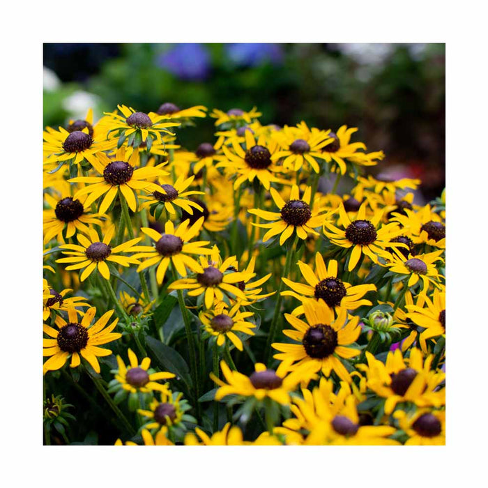 Rudbeckie - Rudbeckia fulgida 'Little Goldstar'